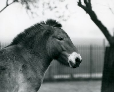 An Endangered Przewalski