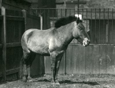 An endangered Przewalski