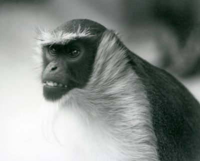 An endangered Roloway Monkey at London Zoo by Frederick William Bond