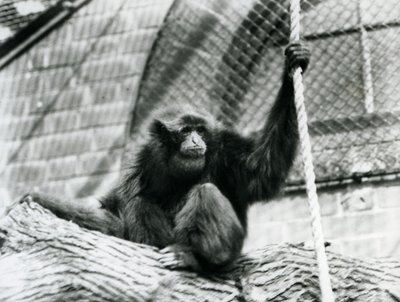 An endangered Siamang gibbon sitting on a log, holding a rope, London Zoo, 1927 by Frederick William Bond