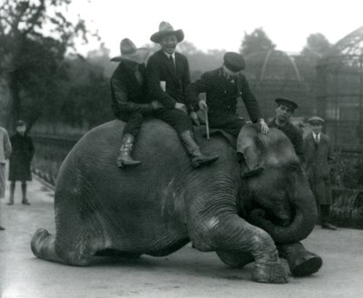 Cowboys and Trainer with Female Indian Elephant Sundermalah During a Visit to London Zoo by Frederick William Bond