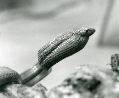 Egg-Eating Snake at London Zoo in 1930 by Frederick William Bond