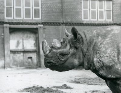 Eliza, a female Black Rhinoceros, London Zoo by Frederick William Bond