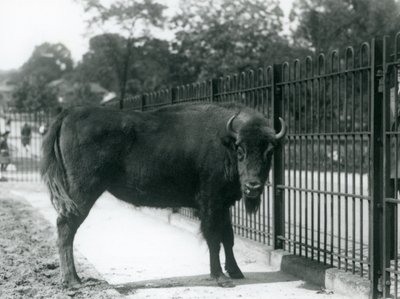 European Bison Georgina at the bars of her paddock, London Zoo, 12th August 1926 by Frederick William Bond
