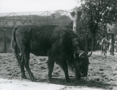 European Bison Julia eating the grass in her paddock, London Zoo, 12th August 1926 by Frederick William Bond