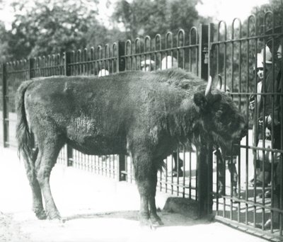 European Bison 