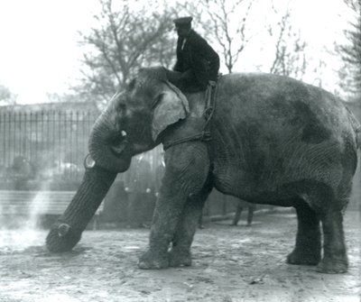 Female Asian Elephant, Indiarani, moving timber with her trunk while her keeper sits on her back directing her, London Zoo, 1925 by Frederick William Bond