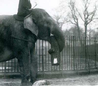 Female Asian Elephant, Indiarani, Moving Timber with Her Trunk, While Her Keeper Sits on Her Back Directing Her, London Zoo, 1925 by Frederick William Bond