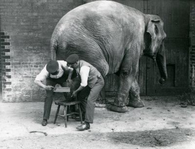 Female Asiatic Elephant Sundermalah Having Her Feet Trimmed by Her Keepers at London Zoo, August 1926 by Frederick William Bond
