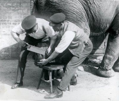 Female Asiatic Elephant Sundermalah Having Her Feet Trimmed by Her Keepers at London Zoo, August 1926 by Frederick William Bond