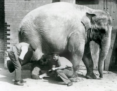 Female Asiatic Elephant Sundermalah Having Her Feet Trimmed by Her Keepers at London Zoo, August 1926 by Frederick William Bond