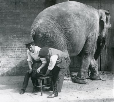 Female Asiatic Elephant Having Her Feet Trimmed by Her Keepers at London Zoo, August 1926 by Frederick William Bond