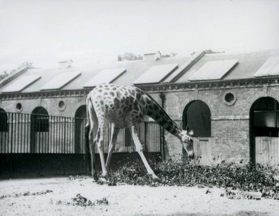 Female Giraffe, 