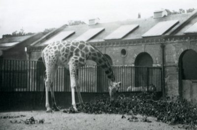 Female Giraffe 