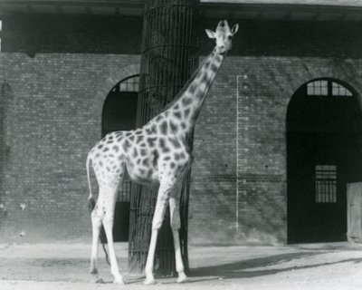 Female Giraffe, 