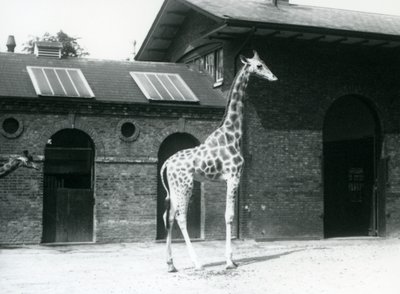 Female Giraffe, Maud, standing in the paddock outside the Giraffe House, London Zoo, July 1925 by Frederick William Bond