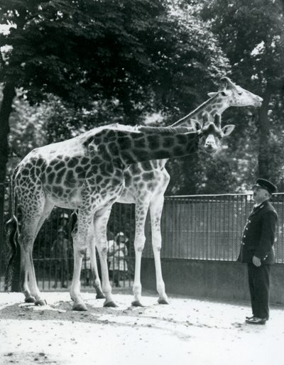 Female Giraffes Maud and Maggie, with Keeper Ernie Professor Bowman, London Zoo by Frederick William Bond