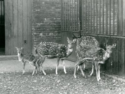 Four Axis Deer including a buck with antlers and a fawn, at London Zoo in 1926 by Frederick William Bond