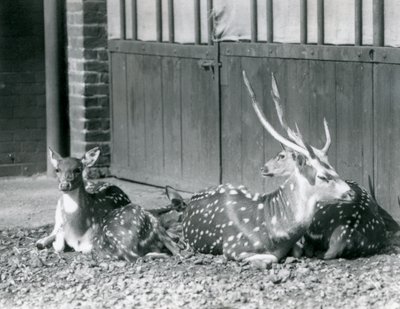 Four Axis Deer Including a Buck with Antlers at London Zoo in 1924 by Frederick William Bond