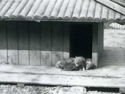 Four Coyote pups resting in the entrance of their den, London Zoo by Frederick William Bond