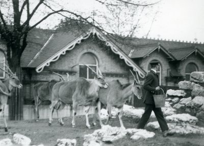 Four Eland follow their keeper at feeding time in the paddock outside the Antelope House, London Zoo, June 1925 by Frederick William Bond