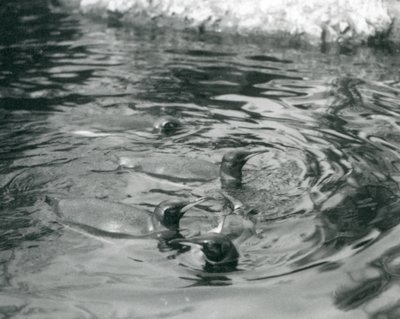 Four King Penguins swimming in their pool at London Zoo by Frederick William Bond
