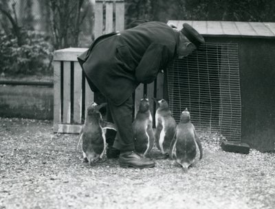 Gentoo Penguins with keeper Albert White, London Zoo by Frederick William Bond