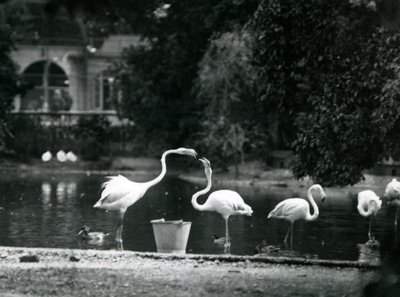 Greater Flamingos on their lake at London Zoo, 1924 by Frederick William Bond