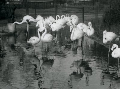 Greater Flamingos on their pond at London Zoo, 1926 by Frederick William Bond