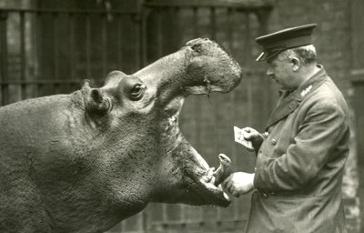 Hippopotamus Bobbie with keeper Ernie Bowman, London Zoo, 1927 by Frederick William Bond