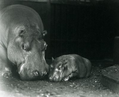 Hippopotamus Joan with her male calf Jimmy at London Zoo in March 1927 by Frederick William Bond