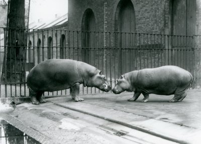 Hippopotamuses Bobbie and Joan Are Introduced at London Zoo, 1923 by Frederick William Bond