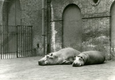 Hippopotamuses Bobbie and Joan at London Zoo, July 1923 by Frederick William Bond