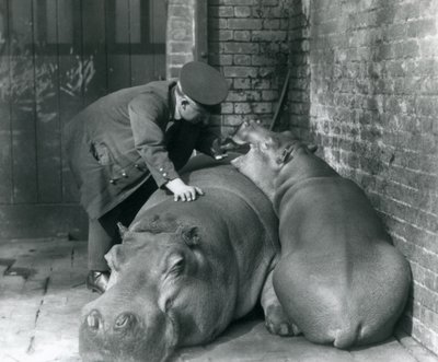Hippopotamuses Joan and Jimmy at London Zoo in 1927 by Frederick William Bond