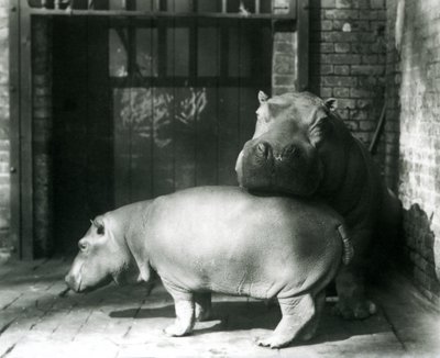 Hippopotamuses Joan and Jimmy at London Zoo in 1927 by Frederick William Bond