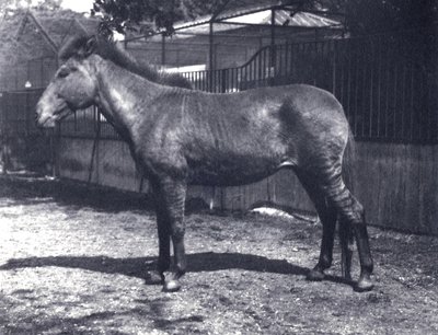 Hybrid zebrahorse at London Zoo by Frederick William Bond