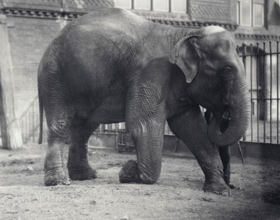 Indian Elephant, Assam Lukhi, Kneeling with Keeper at London Zoo, April 1914 by Frederick William Bond