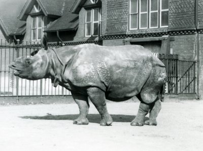 Indian Rhinoceros Felix standing in his paddock at London Zoo by Frederick William Bond