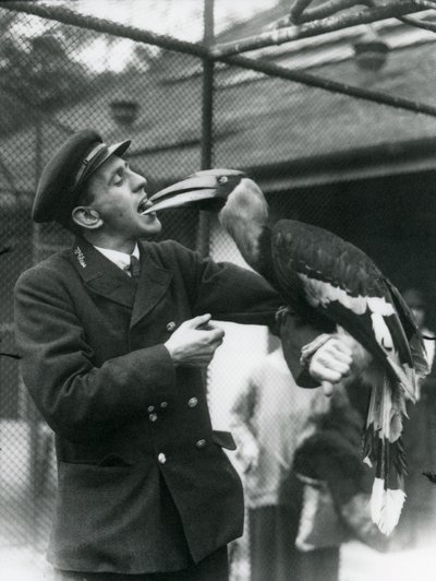 Keeper T. Raggett Feeding a Great Indian Hornbill with a Fruit Held in His Mouth, London Zoo 1924 by Frederick William Bond