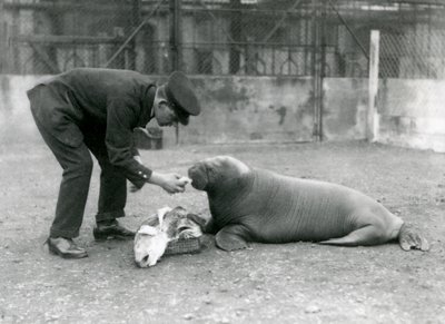 Keeper Arthur Chandler Feeding Fish to a Young Walrus, London Zoo, 1924 by Frederick William Bond