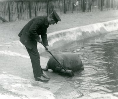 Keeper Arthur Chandler sweeping the Walrus pool, London Zoo, 1924 by Frederick William Bond