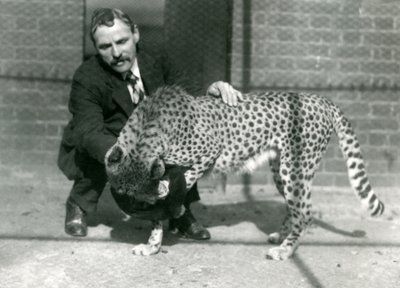 Keeper Charles Dixon with a Playful Cheetah at London Zoo by Frederick William Bond