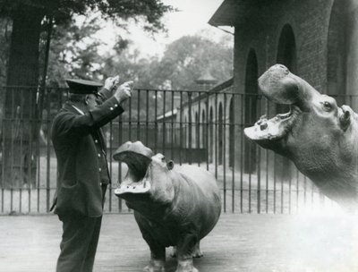 Keeper Ernie Bowman with Hippopotamuses Bobbie and Joan at London Zoo, July 1923 by Frederick William Bond