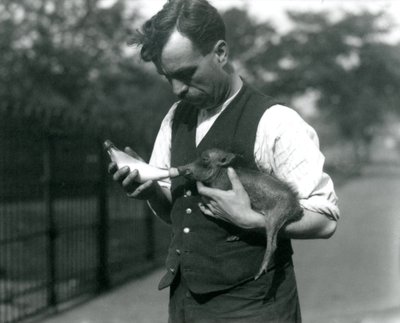 Keeper Harry Warwick Bottle Feeds a Baby Warthog at London Zoo, in August 1922 by Frederick William Bond