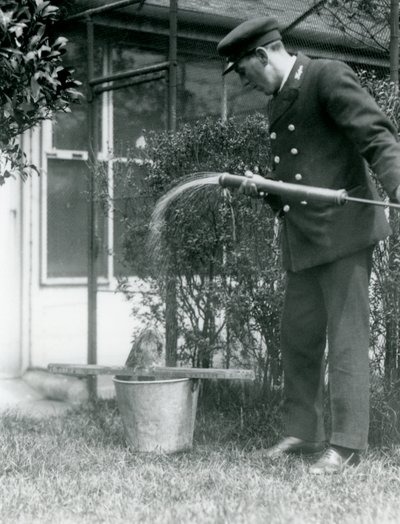 Keeper Thomas Raggett giving a Tawny Frogmouth a shower, London Zoo by Frederick William Bond