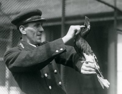 Keeper Thomas Raggett stroking a Great Indian Hornbill under its bill at London Zoo by Frederick William Bond
