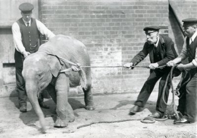 Keepers A. Church, Charles Eyles and H. Robertson trying to lead a baby Asian Elephant on a rope, London Zoo, September 1919 by Frederick William Bond