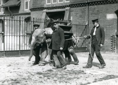 Keepers Jack Milbourne, H Robertson and Thomas train a young Asian Elephant, London Zoo, May 1922 by Frederick William Bond