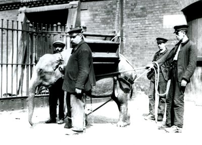 Keepers Jack Milbourne, H Robertson and Thomas train a young Asian Elephant, London Zoo, May 1922 by Frederick William Bond