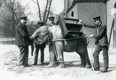 Keepers Jack Milbourne, H Robertson and Thomas train a young Asian Elephant, London Zoo, May 1922 by Frederick William Bond